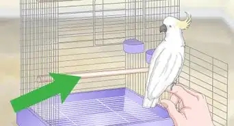 Clean a Cockatoo Cage
