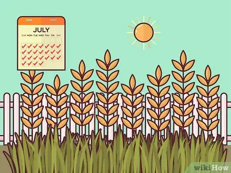 Image titled Harvest Barley Step 1