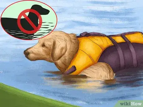 Image titled Keep Your Dog Safe on a Boat Ride Step 2