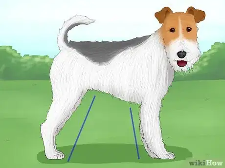 Image titled Identify a Wire Fox Terrier Step 6