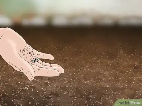 Image titled Grow Moss Rose Step 4