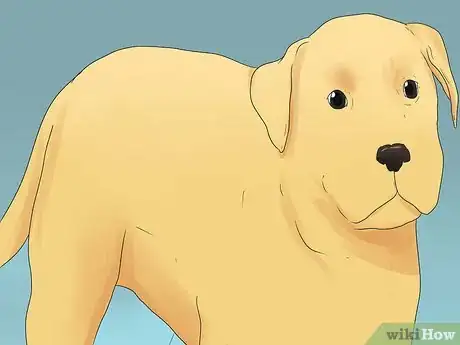 Image titled Diagnose and Treat Dog Diarrhea Step 12