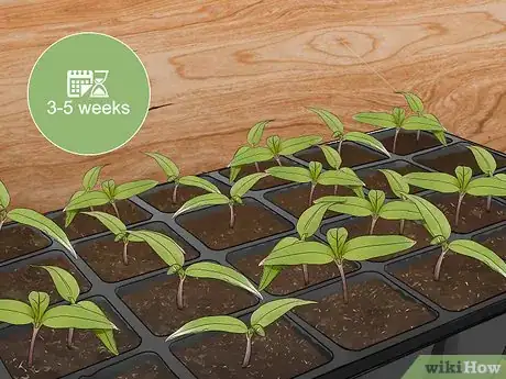 Image titled Grow Jalapenos in a Pot Step 16