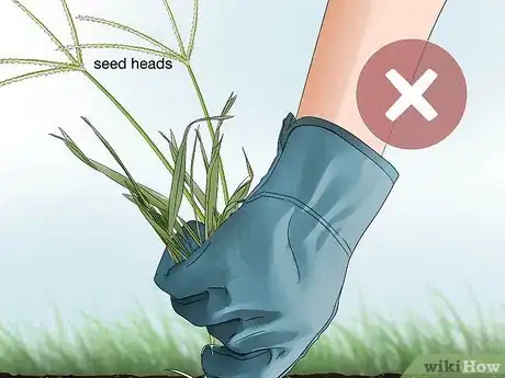 Image titled Get Rid of Crabgrass Step 8