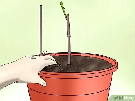 Image titled Plant Confederate Jasmine Step 24