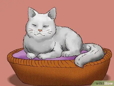 Image titled Take Care of Your Aging Cat Step 14