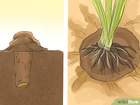 Image titled Make a Small Vegetable Garden Step 16