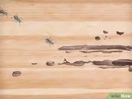 Image titled Get Rid of Carpenter Ants Step 3