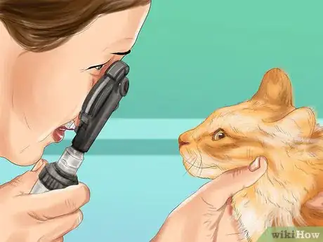 Image titled Diagnose and Treat Feline Toxoplasmosis Step 4
