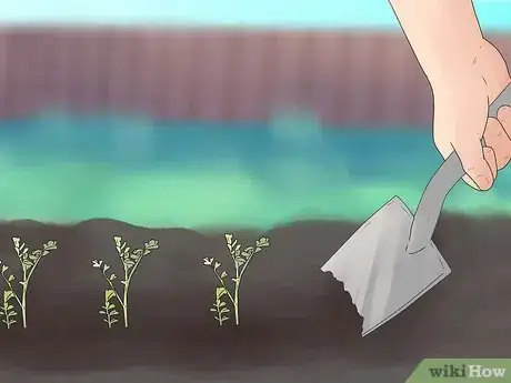 Image titled Grow Chickpeas Step 9