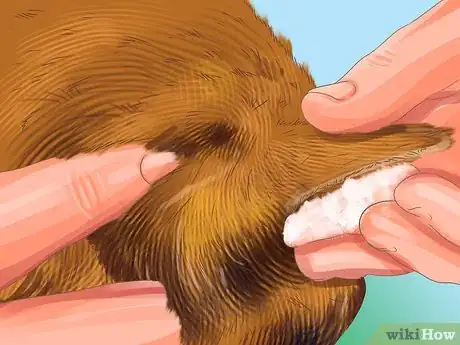 Image titled Collect Bodily Fluid Samples from a Cat Step 2