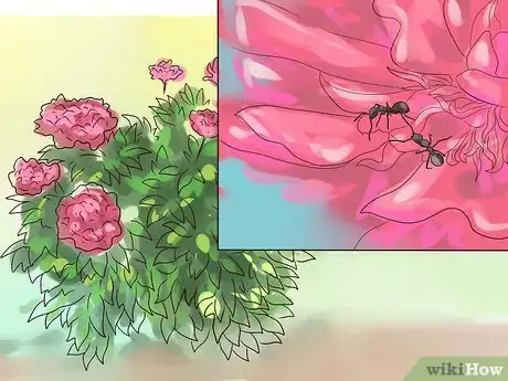 Image titled Plant Peonies Step 17