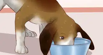 Ease Your Dog's Stomach Problems