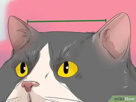 Image titled Identify a Cymric Cat Step 2