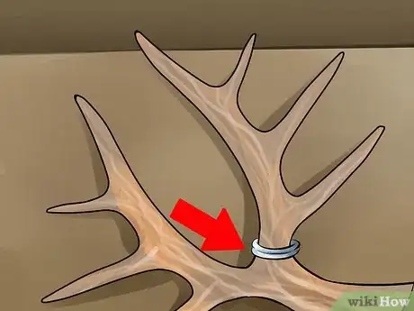 Image titled Score Mule Deer Antlers Step 17