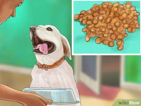 Image titled Help an Itching Dog Step 7