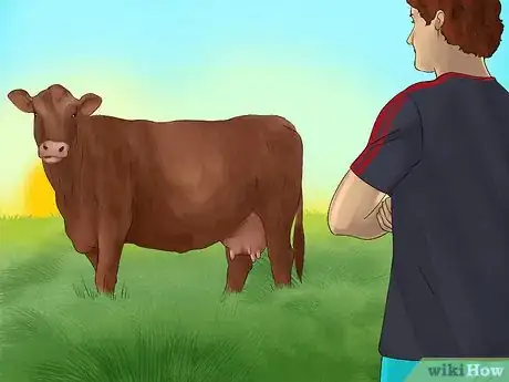 Image titled Judge Heifers Step 13