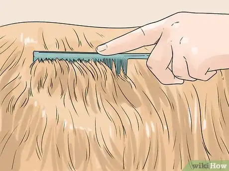 Image titled Groom a Shih Tzu at Home Step 5