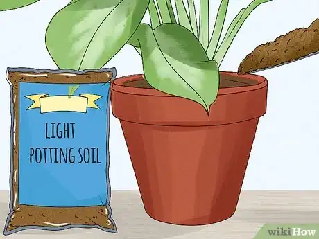 Image titled Grow Chinese Evergreens (Aglaonema) Step 12