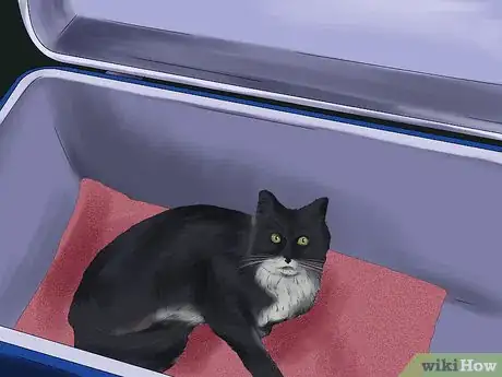 Image titled Give Ronidazole to Cats with Trichomoniasis Step 4