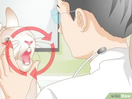Image titled Treat Dental Problems in Rabbits Step 9