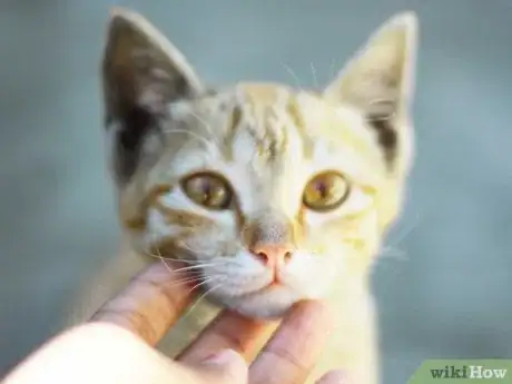 Image titled Bond with a Stray Cat Step 4