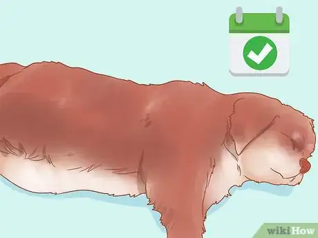 Image titled Deal with a Dog Pregnancy Step 5