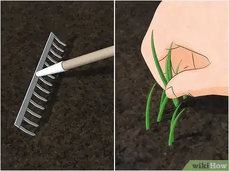 Image titled Grow African Daisy (Arctotis) Step 4