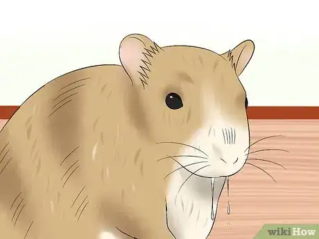 Image titled Treat Dental Problems in Gerbils Step 3