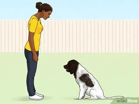 Image titled Identify a German Longhaired Pointer Step 14
