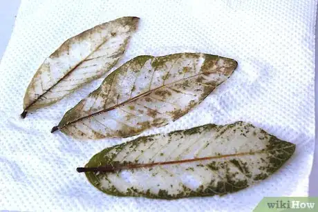 Image titled Make Skeleton Leaves Step 13