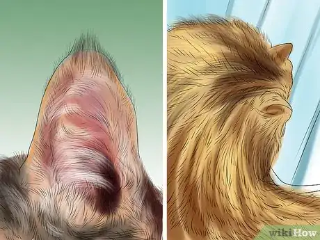 Image titled Diagnose and Treat Feline Toxoplasmosis Step 5