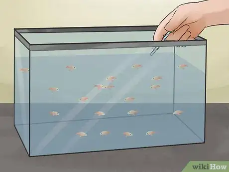 Image titled Breed Fish Step 12