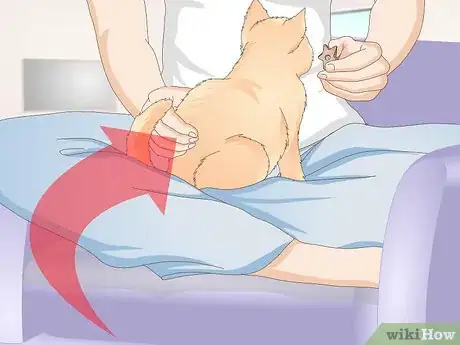 Image titled Stop a Cat from Licking Stuffed Animals and Blankets Step 3