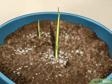 Image titled Grow Ginger in Your Garden Step 10