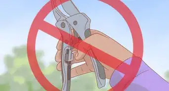 Plant a Climbing Rose