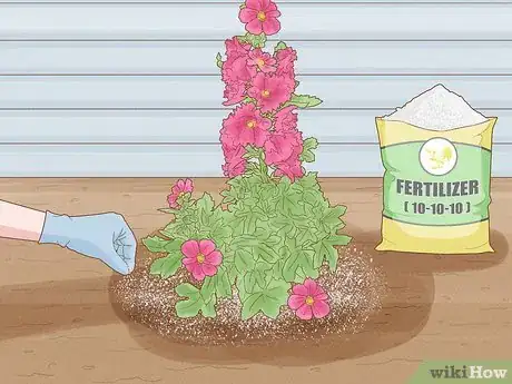 Image titled Transplant Hollyhocks Step 13