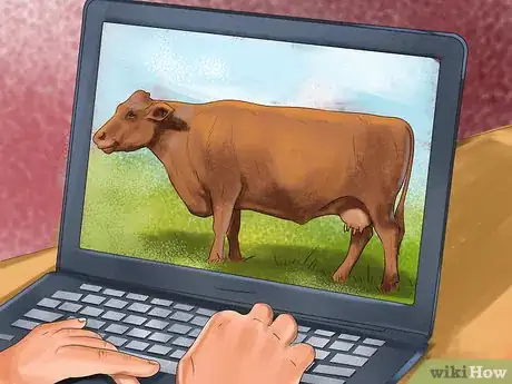 Image titled Identify Red Poll Cattle Step 1