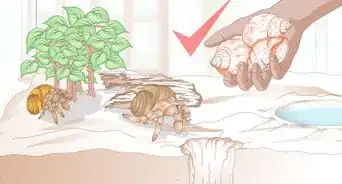 Care for Molting Hermit Crabs