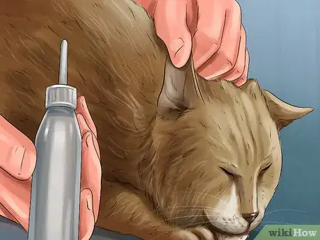 Image titled Diagnose and Treat Ear Infections in Cats Step 13