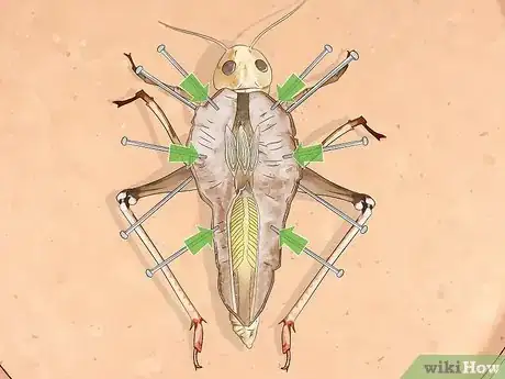 Image titled Dissect a Locust Step 7