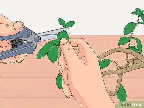 Image titled Prune a Jade Plant Step 6