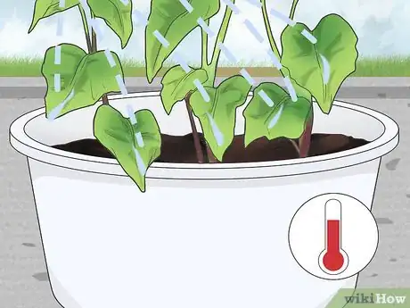 Image titled Grow Sweet Potatoes in Containers Step 10