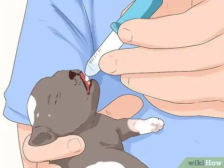 Image titled Ensure Passive Immunity in Newborn Puppies Step 11