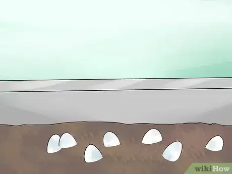 Image titled Take Care of Lizard Eggs Step 6