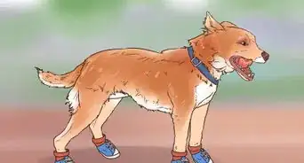 Protect Floors from Dirty Dog Paws