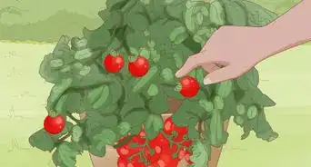 Grow Bush Tomatoes