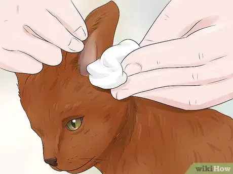 Image titled Care for a Havana Brown Cat Step 3