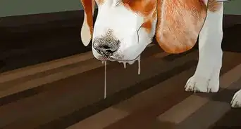 Stop Your Pets from Eating Cicadas