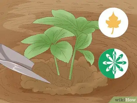 Image titled Grow Hellebore Step 1